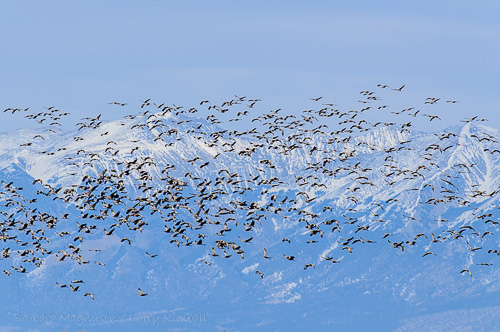 Sandhill Cranes [Grus canadensis]