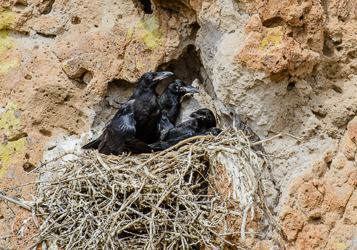 Common Raven [Corvus corax]