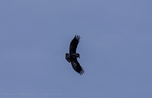 Common Raven [Corvus corax]