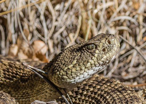 Western Prairie Rattlesnake [Crotalus viridis]