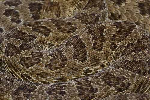 Western Prairie Rattlesnake [Crotalus viridis]