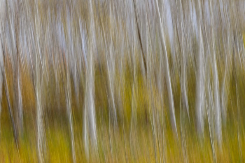 Autumn Aspens