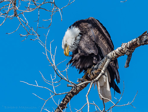 Bald Eagle [Haliaeetus leucocephalus]