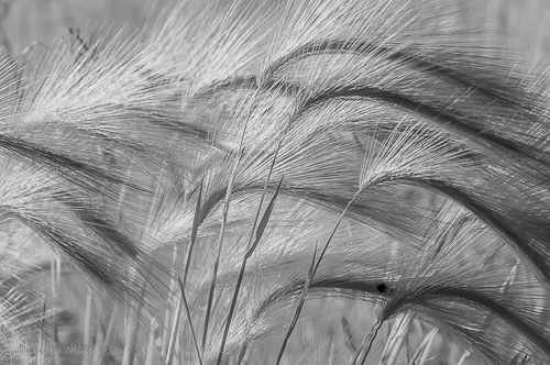 Foxtail Barley Grass