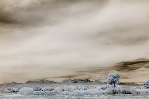 Bosque del Apache landscape