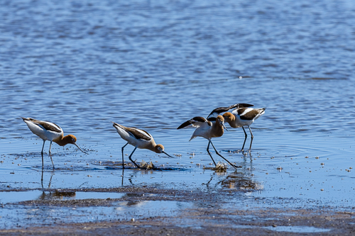 American Avocet (Recurvirostra americana)