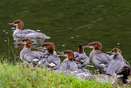 Common Merganser [Mergus merganser]