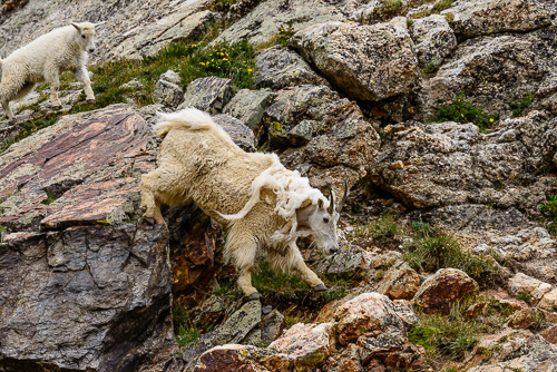 Mountain Goat [Oreamnos americanus]