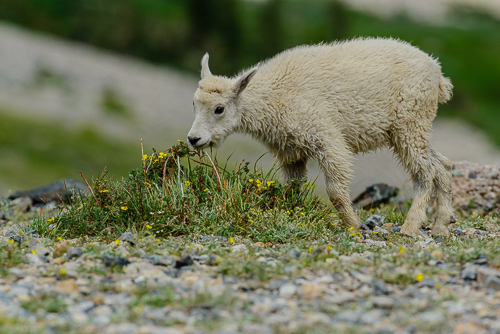 Mountain Goat [Oreamnos americanus]