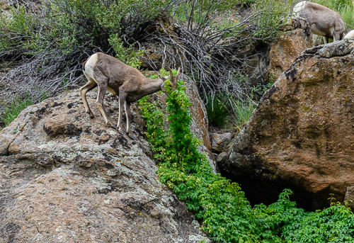 Rocky Mt. Bighorn Sheep [Ovis canadensis]