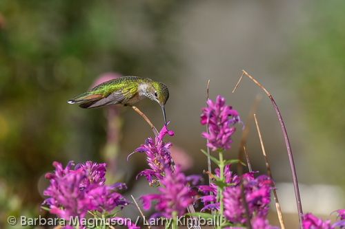 Broad-tailed Hummingbird [Selasphorus platycercus]