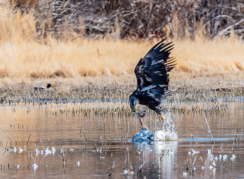 Bald Eagle [Haliaeetus leucocephalus]