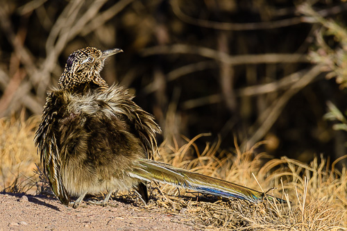 Greater Roadrunner [Geococcys californianus]