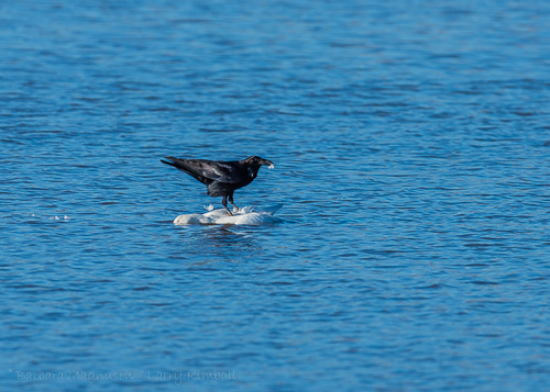 Chihuahuan Raven{Corvus cryptoleucus
