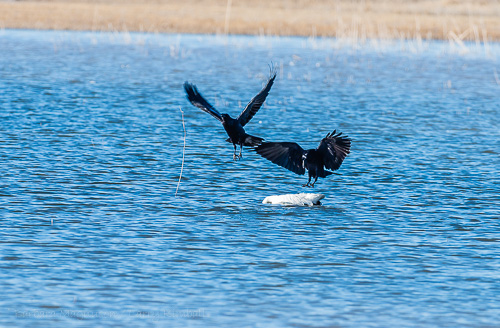 Chihuahuan Raven{Corvus cryptoleucus