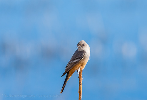 Say's Phoebe [Sayornis saya]