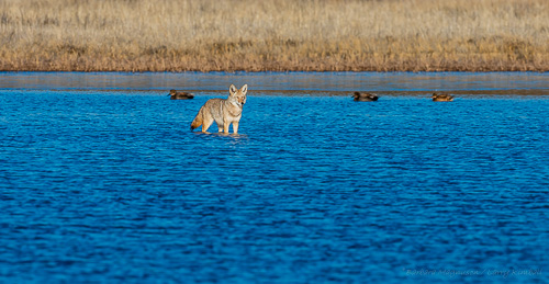 Coyote [Canis latrans]