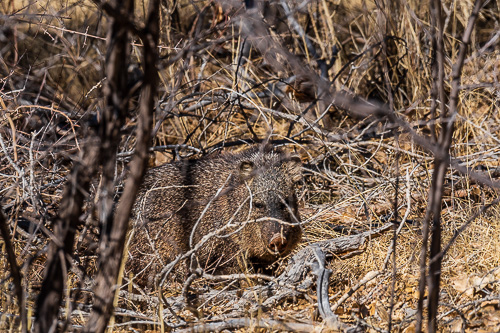 Javelina / Collared Peccary [Dicotyles tajacu]